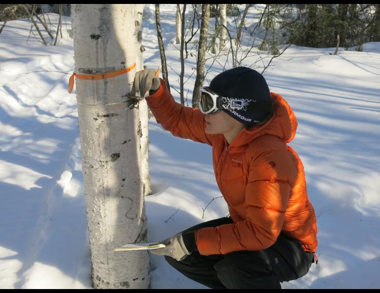 Wearing a military-type packframe that holds her data-downloading devices in a square plastic carton, Young kneels to squint at the silver band encircling a birch tree at waist level.