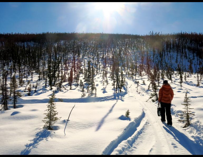Jessie Young traveling around the trees in Poker Creek.