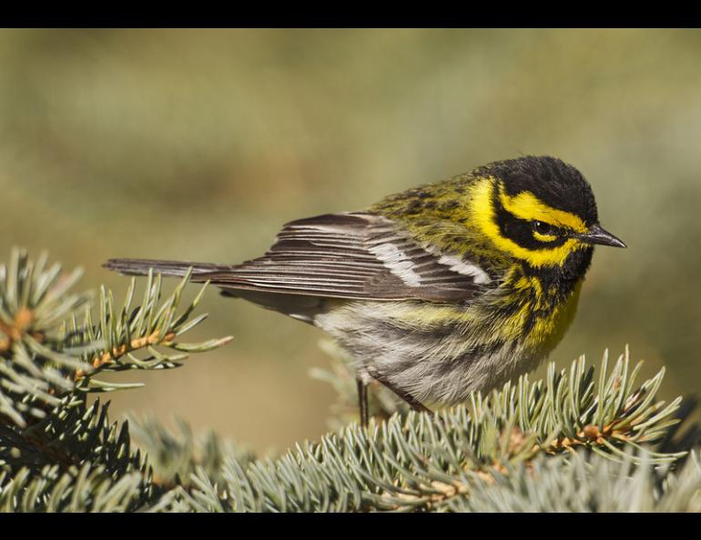 A warbler perching on a spruce branch.