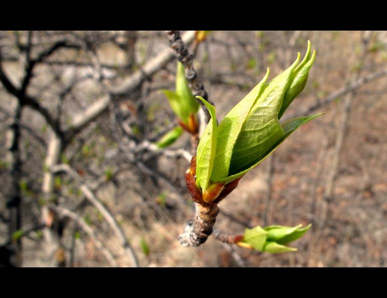 Proof of the new life in May, a growing plant with green leaves.