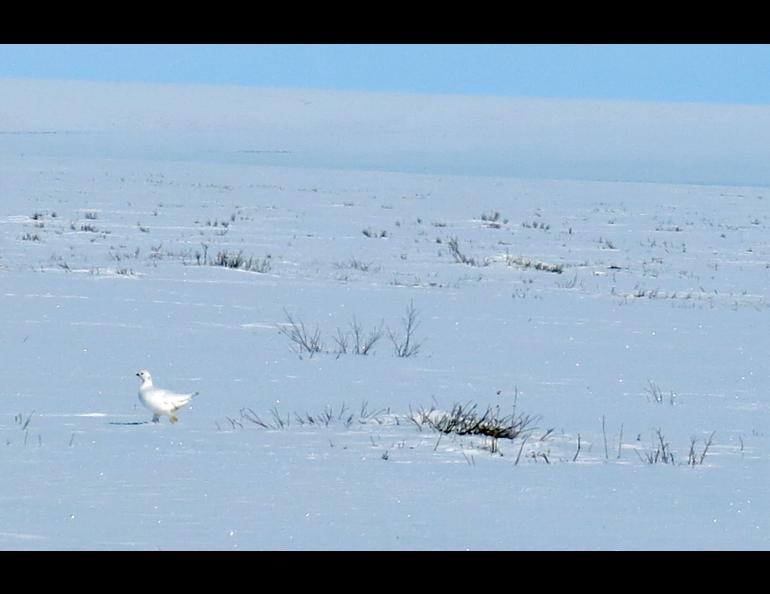 A ptarmigan near the Itkillik River on Alaska's North Slope.