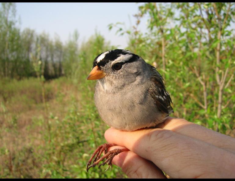 A white crown sparrow that researcher Niels Rattenborg captured in south Fairbanks.