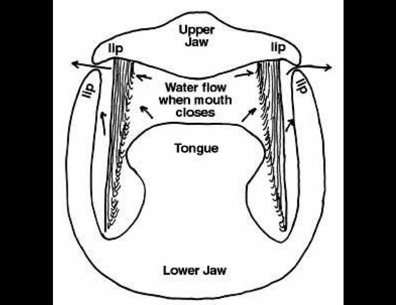 Schematic cross-section of a bowhead whale's mouth showing how baleen filters out the krill.