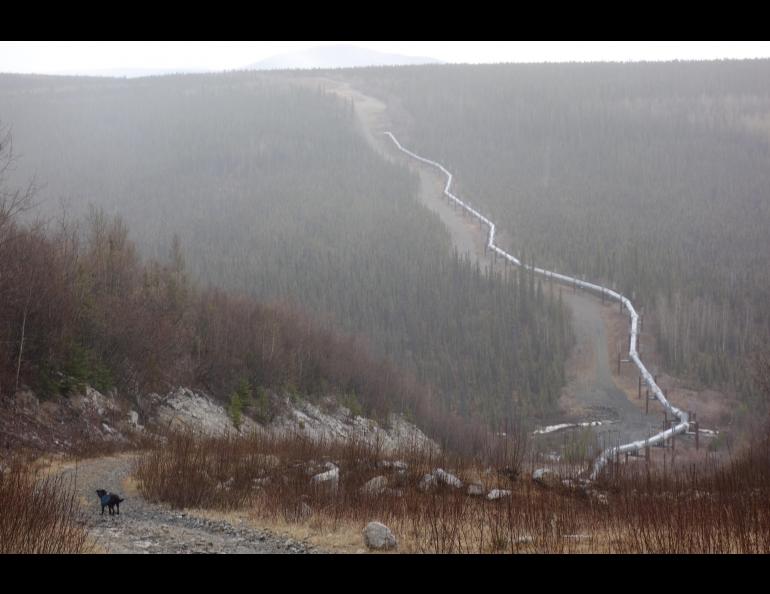 Cora the dog descends into Haggard Creek on the path of the Trans-Alaska Pipeline. Photo by Ned Rozell