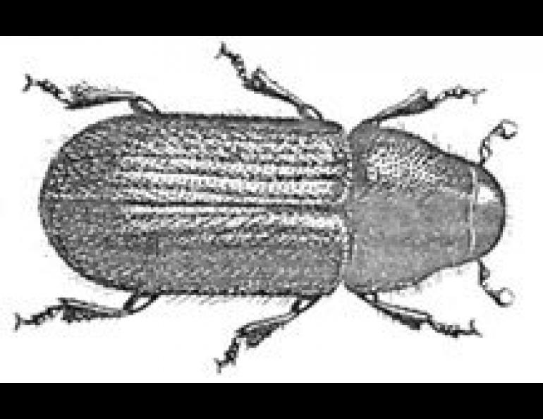 Adult Bark Beetle