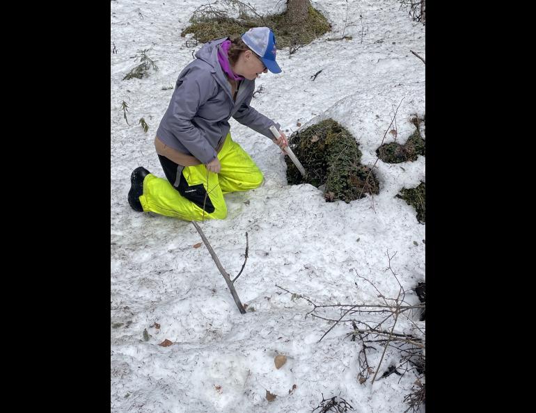 Leanne Bulger slides a plastic pipe into a hole in the ground possibly caused by thawing permafrost. The pole, with an extension, reached 13 feet when she hit the bottom of the cavity. Photo by Ned Rozell.