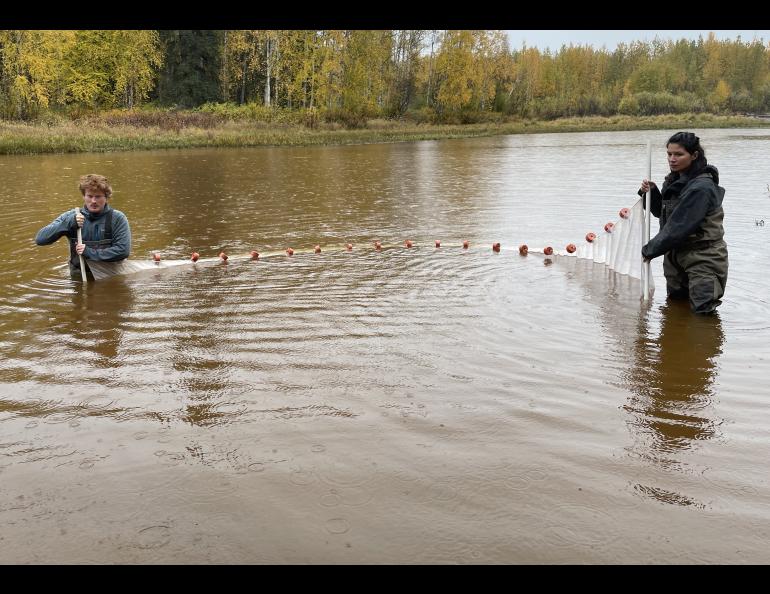 Raven Dawson, left, and Kristen Reece use a net to learn which fish species might be present in a slough connected to the upper Chena River in September 2025. Photo by Ned Rozell.