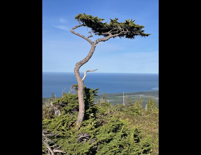 A mountain hemlock tree shaped by winter storms grows on the outer coast of Glacier Bay National Park. Photo by Ned Rozell.