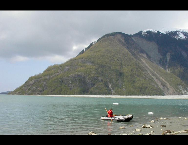 A 1958 earthquake on the Fairweather Fault that passes through Lituya Bay shook a mountaintop into the water and produced a wave that reached 1,740 feet on the hillside in the background, shearing off rainforest spruce trees. Photo by Ned Rozell.
