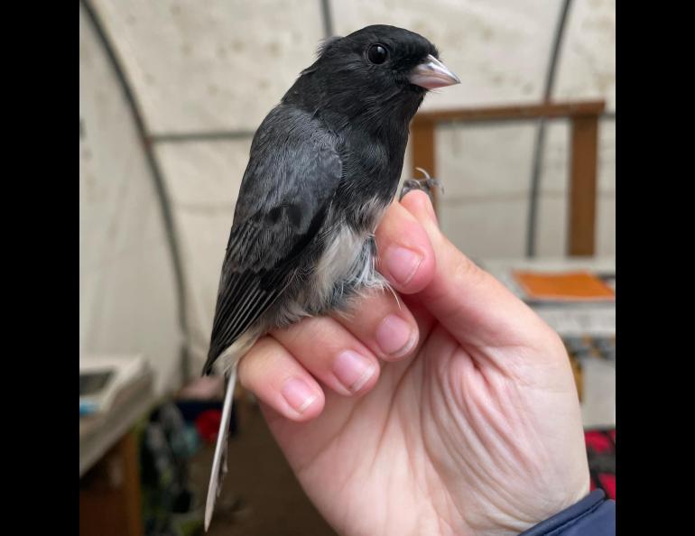 A slate-colored junco awaits release back into the forest after biologists at Creamer's Field Migration Station noted it was their 2,000th songbird capture of the season. Photo courtesy of Alaska Songbird Institute.