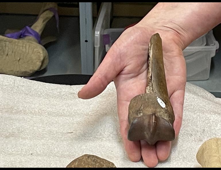Elizabeth Hall holds the leg bone of a horse that is 765,000 years old. A paleontologist for the Yukon government, Hall helped extract the fossil from a Yukon gold mine during her first far-north field experience in 2003. Photo by Ned Rozell.
