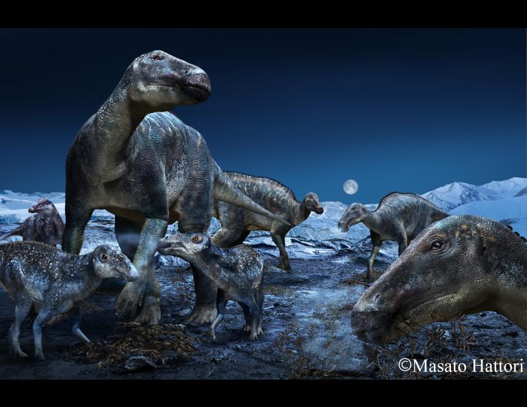 An artist’s rendering of a duck-billed, plant-eating dinosaur that was once common from Alaska to Colorado. Copyright Masato Hattori.
