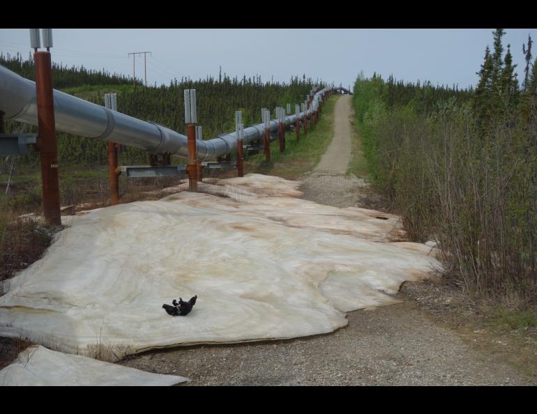 Cora the dog enjoys a patch of aufeis that formed over the winter near the trans-Alaska pipeline and had lasted well into June. Photo by Ned Rozell.