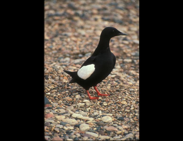 A black guillemot, sentinel of a changing planet, on Cooper Island off the coast of northern Alaska. Photo by George Divoky.