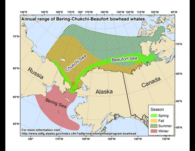 A range map showing where bowhead whales live around Alaska. Courtesy Alaska Department of Fish and Game Marine Mammals Program.