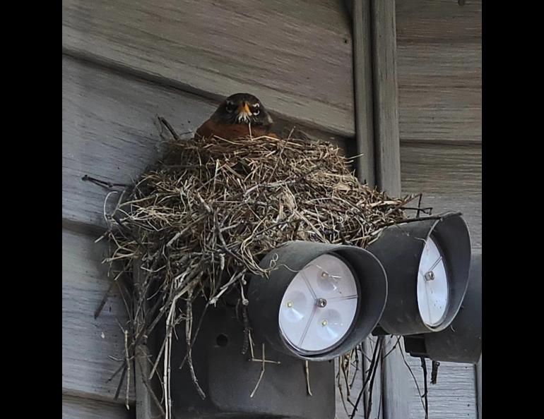 A robin peers from its nest upon floodlights at a home in Fairbanks. Photo by Bruce Miller.