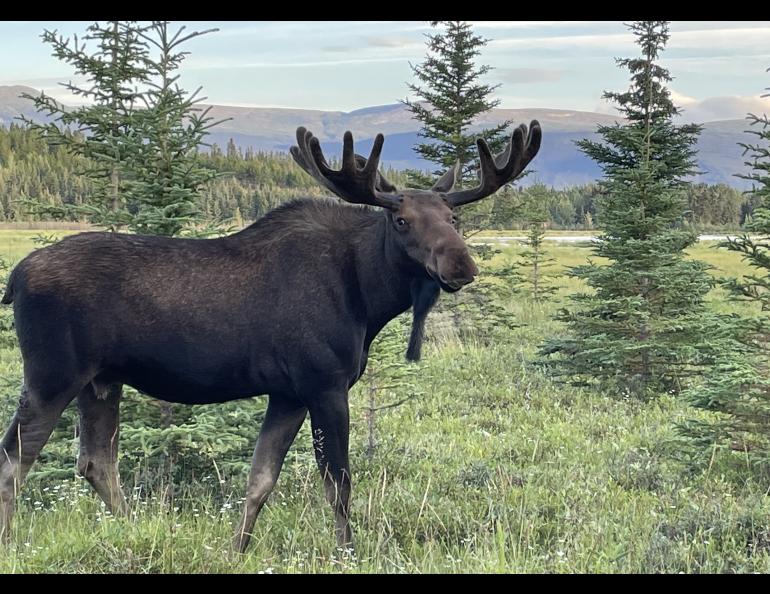 A bull moose looks at a photographer near Whitehorse, Yukon, in summer 2022. Photo by Ned Rozell.