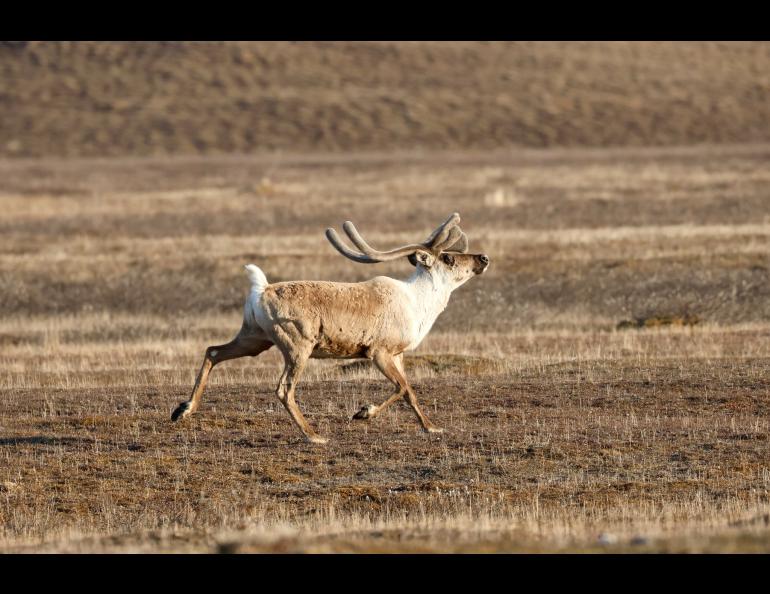 A caribou on brown tundra