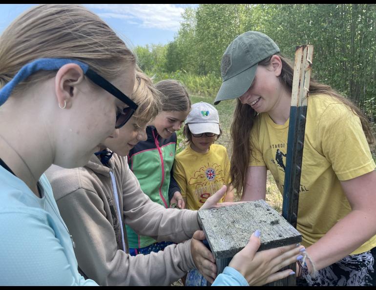 Helpers with the Alaska Songbird Institute’s Swallow Ecology Project prepare to capture a black-capped chickadee that is nesting in a swallow box at Creamer’s Field Migratory Waterfowl Refuge in Fairbanks. From left are Aurora Brant, Dashell Neibaur, Hazel Sutton, Gunnar Benson and Molly Cable.