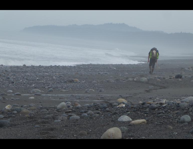 A scientist with a heavy backpack hikes the Lost Coast north of Lituya Bay to reach his study areas. Photo by Ned Rozell.