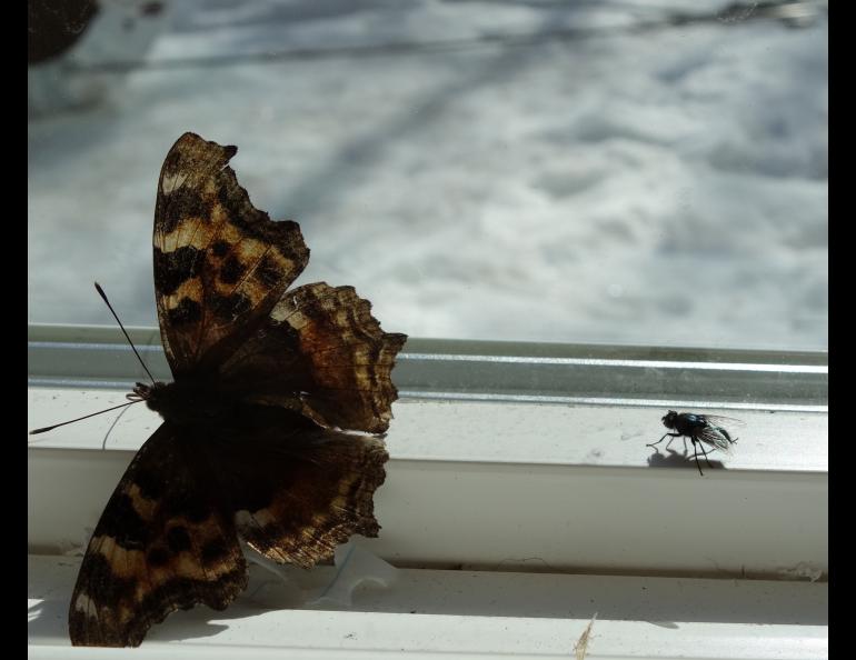 A Compton tortoiseshell butterfly and a housefly just released from dormancy by warm spring air. Photo by Ned Rozell.