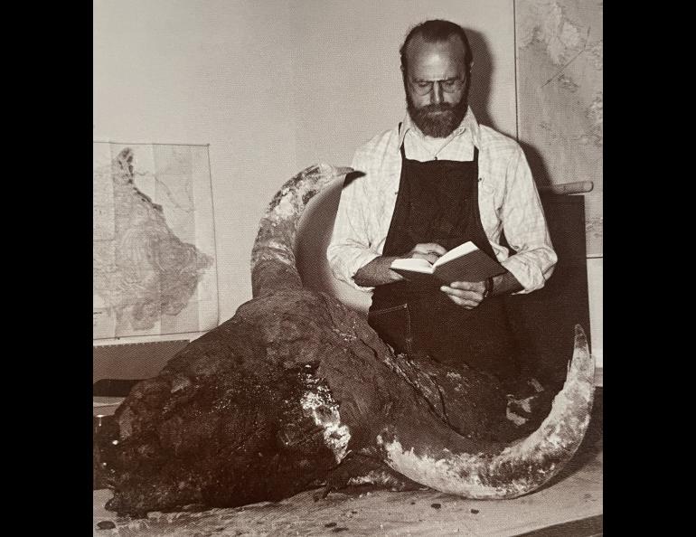 Dale Guthrie works on the preservation of Blue Babe, a steppe bison at least 50,000 years old discovered by gold miner Walter Roman in 1979. Photo by Mary Lee Guthrie.