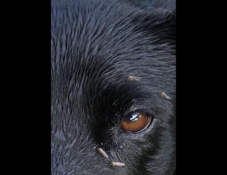 Female mosquitoes draw a blood meal from Cora the dog near Fairbanks. Photo by Ned Rozell.