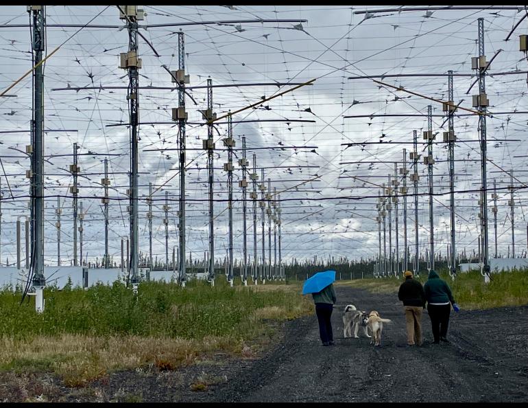 During a recent open house, visitors walk their dogs beneath an antenna field used to heat the upper atmosphere during space physics experiments at a facility known as HAARP between Glennallen and Tok. Photo by Ned Rozell.