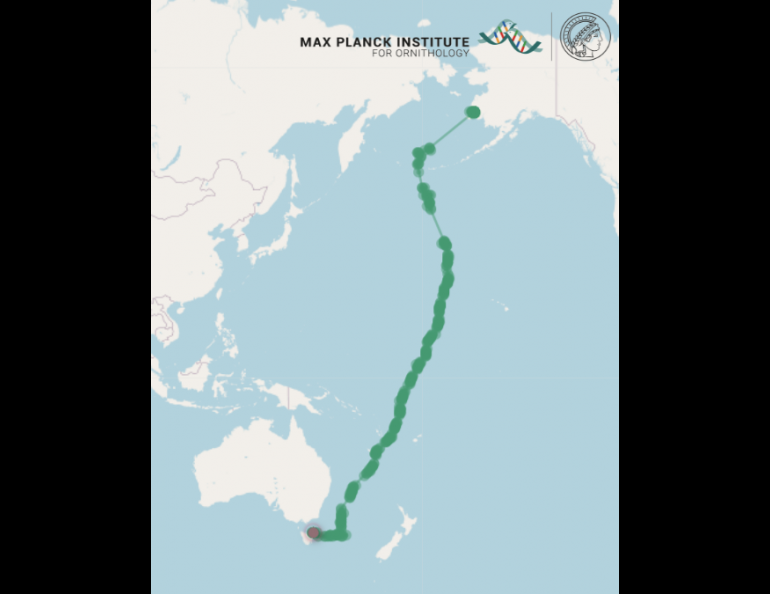 The track shows a juvenile bar-tailed godwit’s route as it took off from Southwest Alaska on Oct. 13, 2022, and arrived 11 days later in Tasmania. Map courtesy of Jesse Conklin.