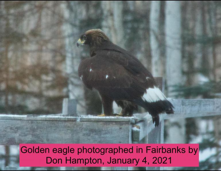 A golden eagle that showed up in the Fairbanks yard of Don Hampton and Anne Ruggles. Photo by Don Hampton.