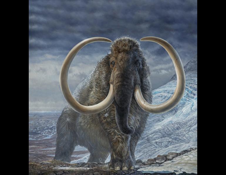 James Havens of Anchorage painted this image of a woolly mammoth that illustrated a cover of Science magazine in which appeared the work of UAF’s Matthew Wooller and his colleagues.
