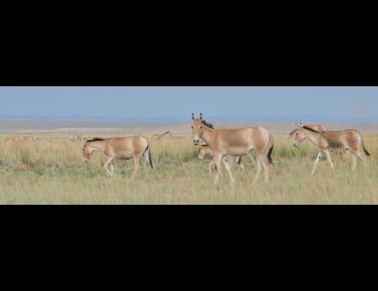 Khulans, also known as Mongolian wild asses, in Mongolia. Photo by Petra Kaczensky.