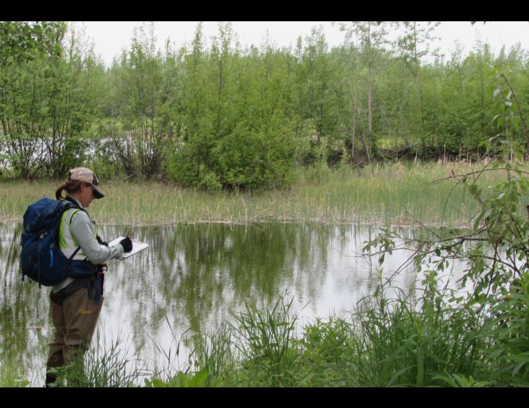 Biologist Kristen Rozell does a bird survey in Fairbanks on an early morning in June. Photo by Ned Rozell.