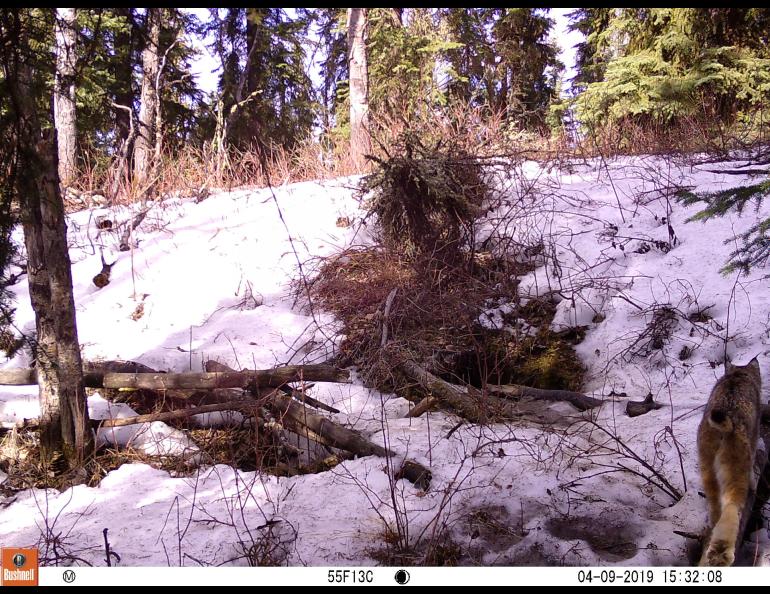A Canada lynx walks across a snowy and forested landscape