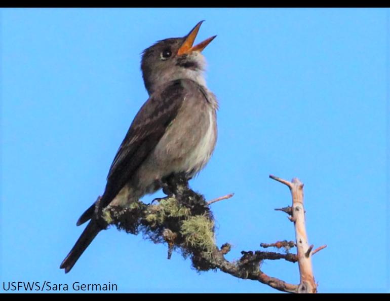Birds like this singing olive-sided flycatcher are dependent upon the many insects now buzzing over and on Alaska. Photo by Sara Germain.