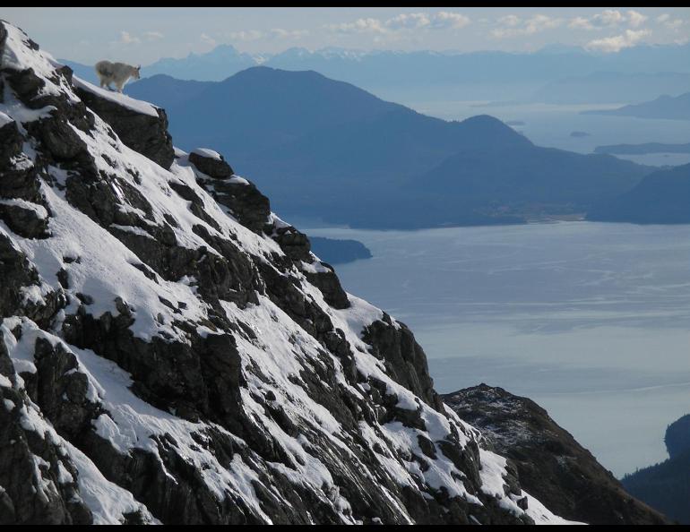 An adult female mountain goat navigates a 40-degree slope on Lions Head Mountain above Lynn Canal. Photo by Kevin White.