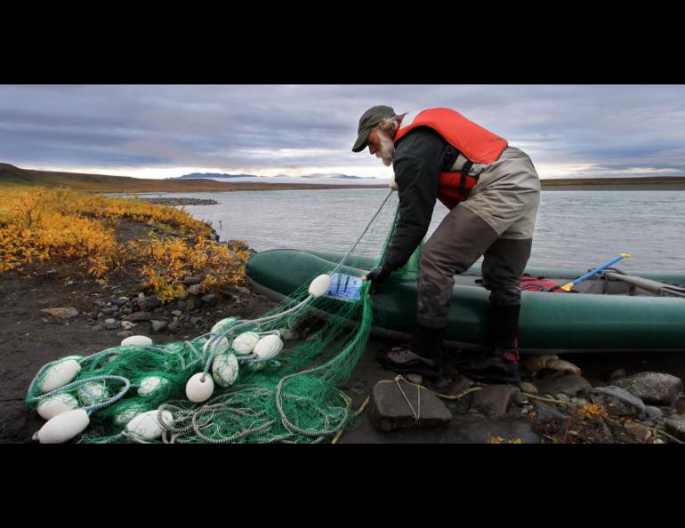 Fisheries biologist Randy Brown of the U.S. Fish and Wildlife Service in Fairbanks handles a net used for dolly varden trout in northern Alaska. Photo by Katrina Liebich.