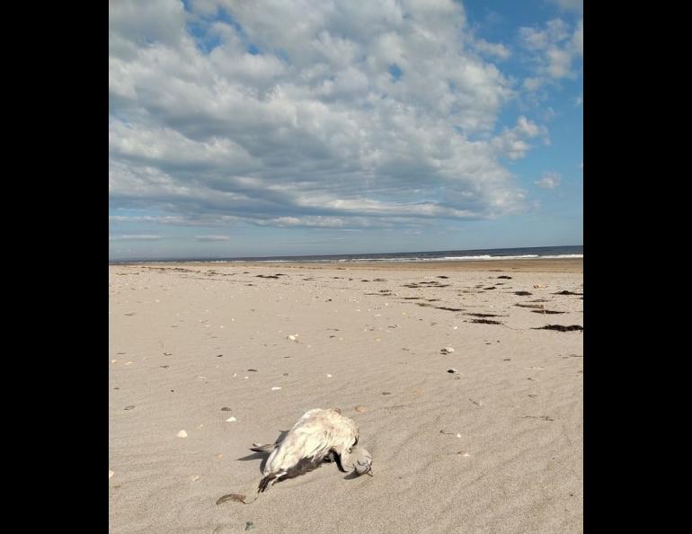 A dead seabird that washed ashore at Safety Sound outside Nome. Photo by Gay Sheffield.