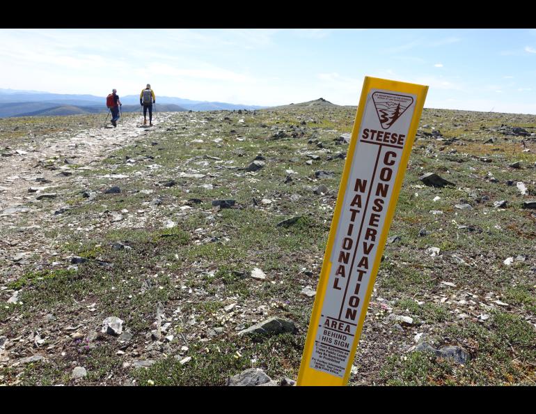Hikers traverse the Steese National Conservation Area in summer 2024. The conservation area was established in 1980 as part of the Alaska National Interest Lands Conservation Act. Photo by Ned Rozell.