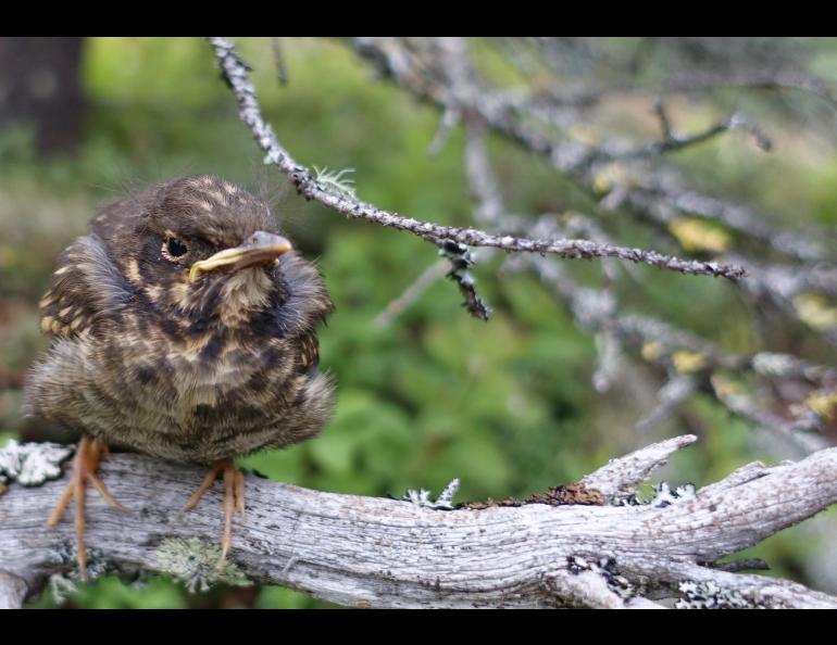 A Swainson’s thrush fledgling calls for its mother in the forested sand dune adjacent to the active Nogahabara Dunes 35 miles west of the village of Huslia. Photo by Ned Rozell.