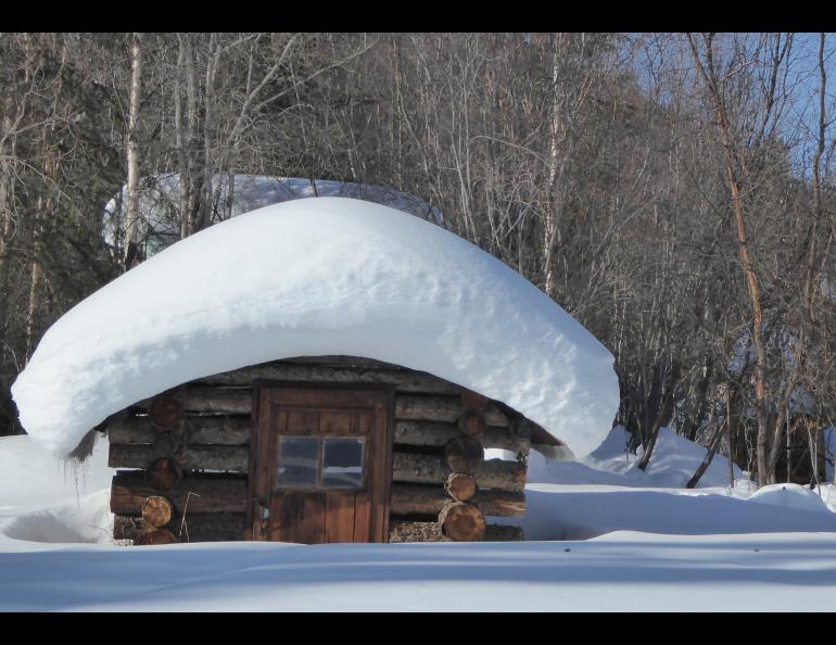 Snow covers a cabin in Wiseman, Alaska, where local resident Jack Reakoff has measured more than 100 inches this winter. Photo by Ned Rozell.