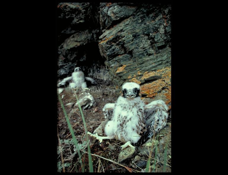 Skip Ambrose took a shot of these peregrine falcon nestlings on ledges above the upper Yukon River during his 50-year study of the birds. Photo by Skip Ambrose.