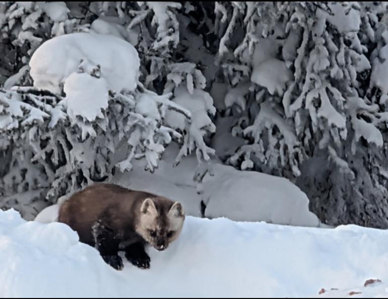 This marten visits a home on Ester Dome west of Fairbanks. Its feet are more than twice as large as an equal-size mink’s. Those big furry feet are possibly an adaptation for deep snow. Photo by Zane Nicholson.
