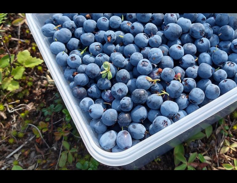 Bog blueberries Zuzana Vaneková picked when she visited Alaska recently fill a plastic container. Photo by Zuzana Vaneková.