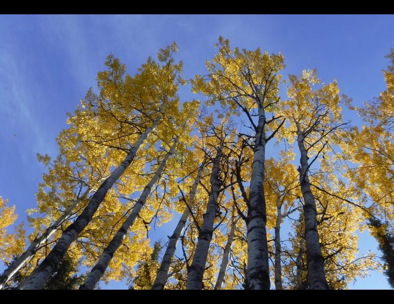 Aspen trees in Fairbanks on the autumnal equinox. Photo by Ned Rozell.