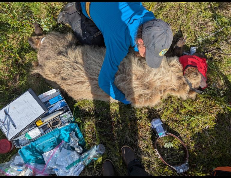 Biologist Jordan Pruszenski measures an anesthetized bear during May 2025. Biologists take measurements and samples before attaching a satellite/ video collar to the bear’s neck. Photo by Alaska Department of Fish and Game.