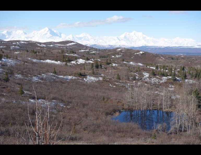 The countryside south of Delta Junction, to which migratory birds are returning. Ned Rozell photo.