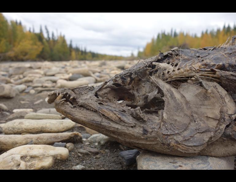 A chum salmon decays after spawning on the upper Chena River near Fairbanks. Photo by Ned Rozell.