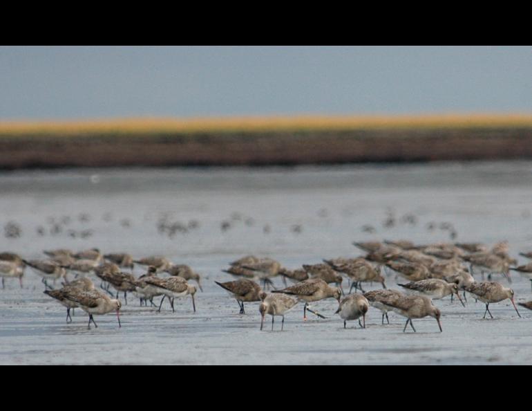 Bar-tailed godwits probing the mud of a sand shoal near Cape Avinof, close to the mouth of the Kuskokwim River. Photo by Dan Ruthrauff, USGS Alaska Science Center. 