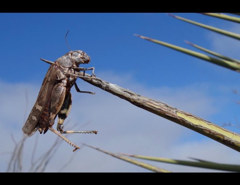 An impaled grasshopper, probably the work of a shrike, in West Texas. Photo by Ned Rozell.
